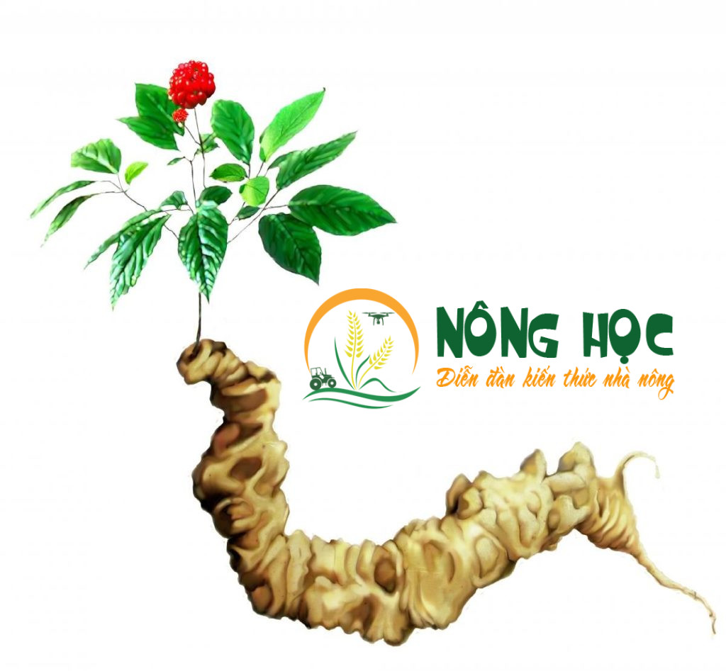 Hình dạng cây Tam thất