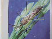 Bọ xít hôi (Leptocorisa acuta) hại lúa