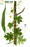 Kỹ thuật trồng cây Mướp đắng
