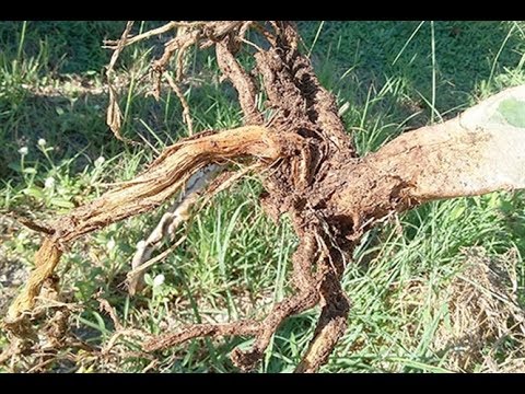 Bênh thối rễ hại cây sầu-riêng