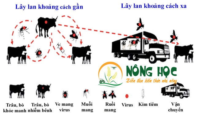 Các con đường truyền lây viên da nổi cục trên bò